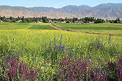 キルギスのチョンケミン渓谷の花畑と村