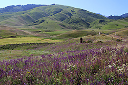 キルギスのチョンケミン渓谷の草原と花畑
