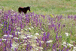 キルギスのチョンケミン渓谷の花畑と馬