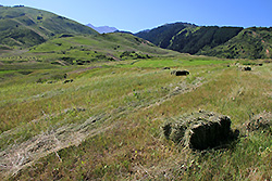 キルギスのチョンケミン渓谷の草原と牧草