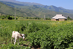 キルギスのチョンケミン渓谷の村と子牛