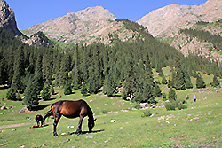 キルギスのバルスコーン渓谷と馬