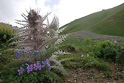 キルギスの天山山脈の固有種シュマルハウセニア・ニュドランス種