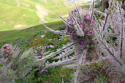 キルギスの天山山脈の固有種シュマルハウセニア・ニュドランス種の群生地