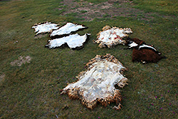 キルギスの遊牧民の羊の皮
