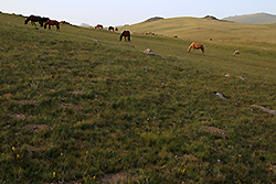 キルギスのソンクル湖畔の草原と馬