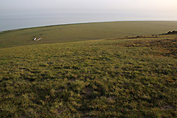 キルギスのソンクル湖畔の草原
