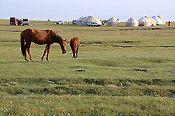 キルギスのソンクル湖畔の草原と馬