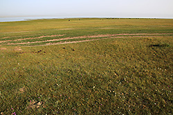 キルギスのソンクル湖畔の大草原