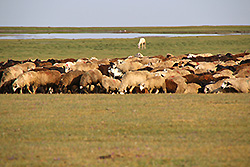キルギスのソンクル湖畔の大草原と放牧の家畜