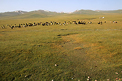キルギスの大草原で放牧される家畜と天山
