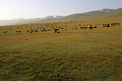キルギスの大草原で放牧される家畜と天山
