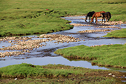 キルギスの大草原で水を飲む馬