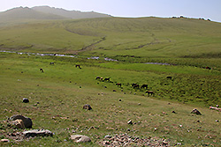 キルギスの天山の大草原で放牧される馬