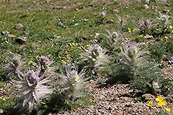 キルギスの天山山脈の固有種シュマルハウセニア・ニュドランス種の群生