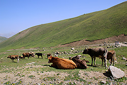キルギスの天山の渓谷で放牧される牛