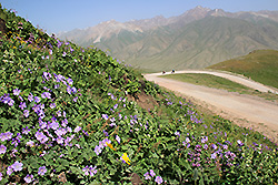 キルギスの天山の渓谷の花畑