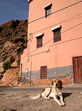 モロッコのオアシスで出会った犬