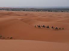 早朝のモロッコの砂漠を歩くラクダ