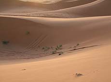 朝日の中のモロッコのサハラ砂漠