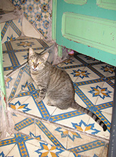モロッコの野良猫