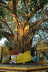 ミャンマーのシュエダゴン・パゴダの菩提樹