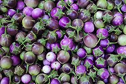 ミャンマーの市場のミニ茄子