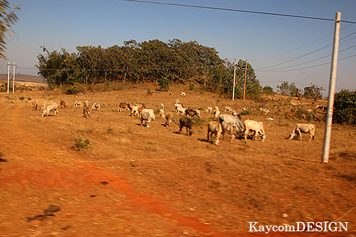 ミャンマーの田舎