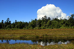 鬼怒沼の湿原と入道雲