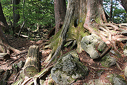 日光国立公園の大木の根