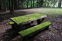 森の中の苔むしたテーブルとベンチ
