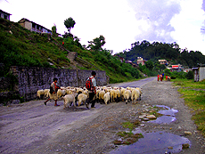ネパールのヒマラヤの山中で家畜を追う子供たち