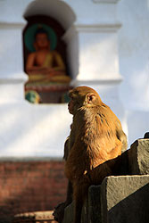 カトマンズのスワヤンブナート寺院の野生の猿
