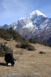 ヒマラヤのシャンボチェの丘で草を食べるヤクとタムセルク峰