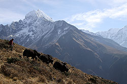 ヒマラヤの山に住むゾッキョとタムセルク峰