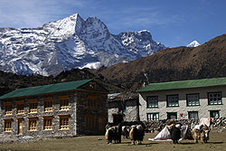 ヒマラヤのクムジュン村のゾッキョとコンデリ峰