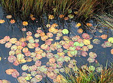 初秋の尾瀬ヶ原の水面に浮かぶジュンサイ