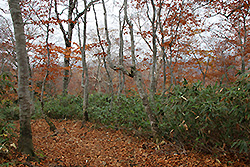 尾瀬国立公園の紅葉