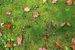 苔の絨毯の上の落ち葉とドングリ
