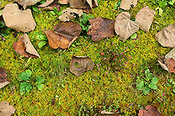 苔の絨毯と落ち葉