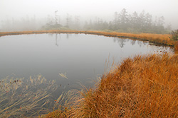 朝もやの尾瀬国立公園の湿原と池塘
