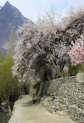 杏の花が咲きほこるパキスタンの村
