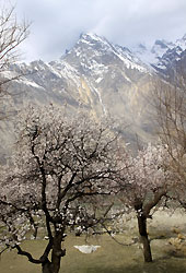 杏の花が咲きほこるパキスタンのシガール村