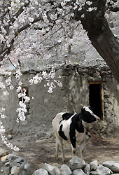 パキスタンのフンザの村の牛