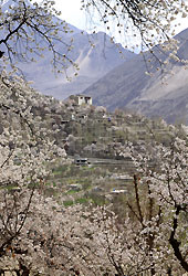 パキスタンの杏の花に囲まれたフンザのバルチット城