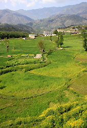 パキスタンの田園