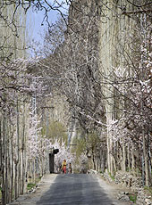 杏の花が咲くパキスタンの村