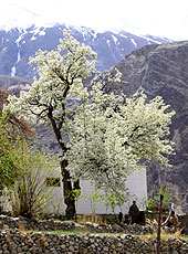 パキスタンの村の大木