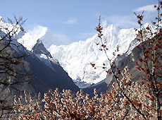パキスタンの雪山と杏の花