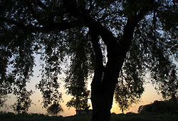 パキスタンの世界遺産タキシラにある大木